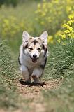 CORGI PEMBROKE 448